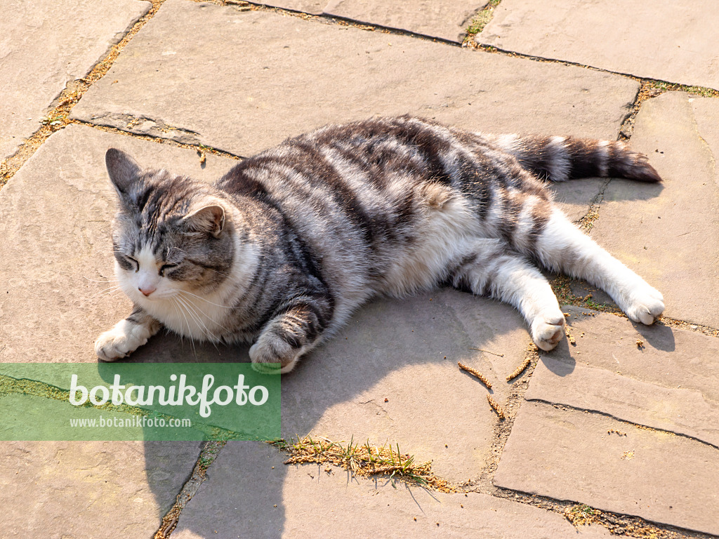 437204 - Tired tabby cat sunbathing on hot stone slabs