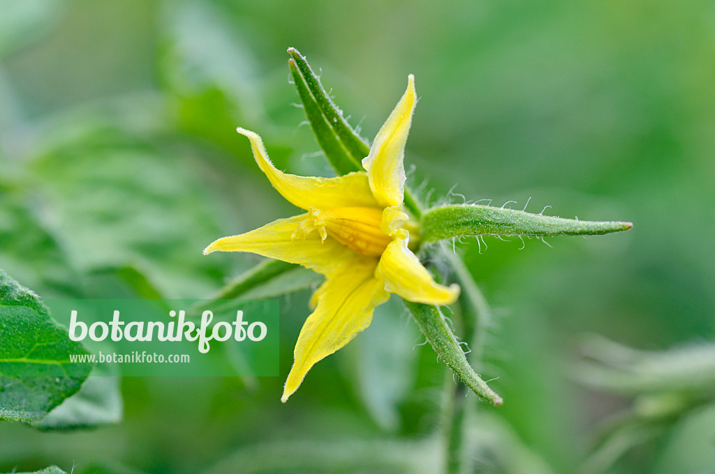 473229 - Tomate (Lycopersicon esculentum)