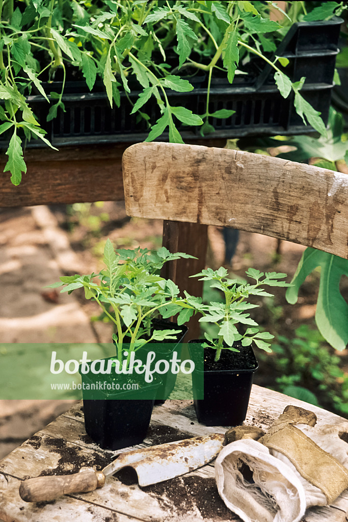 440197 - Tomate (Lycopersicon esculentum) sur une chaise en bois