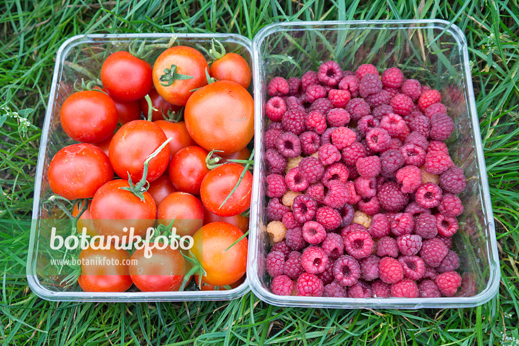 561074 - Tomates (Lycopersicon esculentum) et framboisiers (Rubus idaeus)