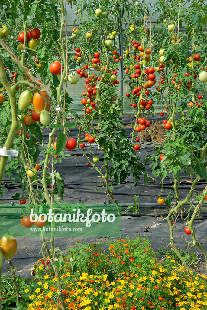 457037 - Tomato (Lycopersicon esculentum)