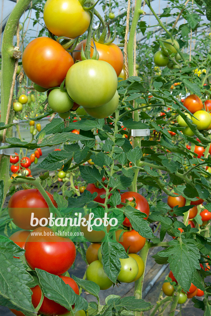 457046 - Tomato (Lycopersicon esculentum)