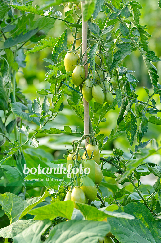 474506 - Tomato (Lycopersicon esculentum 'Goldino')