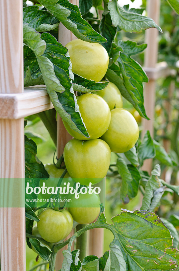 474234 - Tomato (Lycopersicon esculentum 'Rougella')
