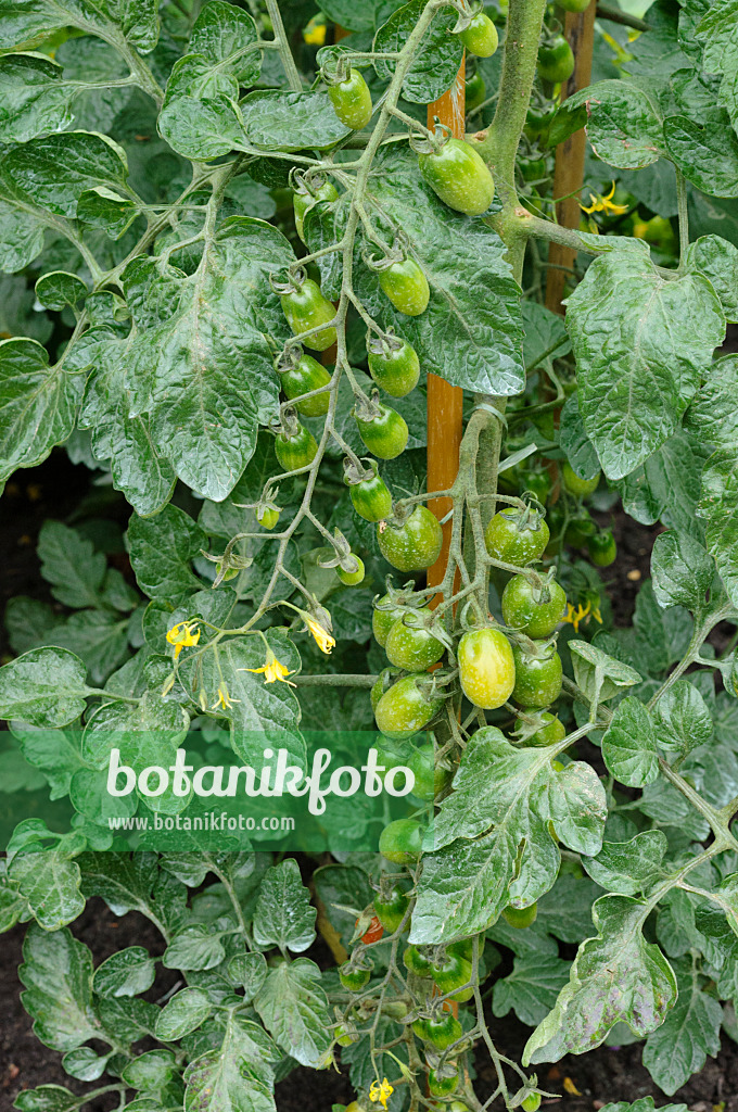474248 - Tomato (Lycopersicon esculentum 'Santasian')
