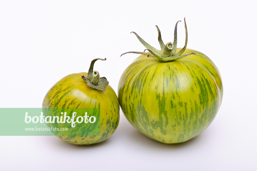476067 - Tomatoes (Lycopersicon esculentum)