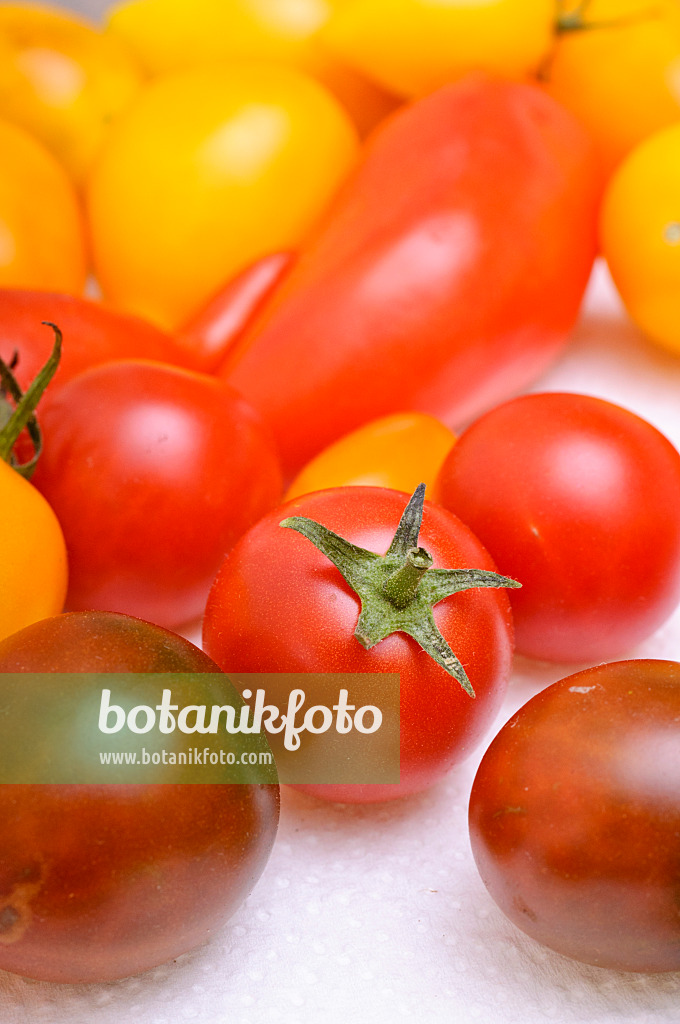 476068 - Tomatoes (Lycopersicon esculentum)