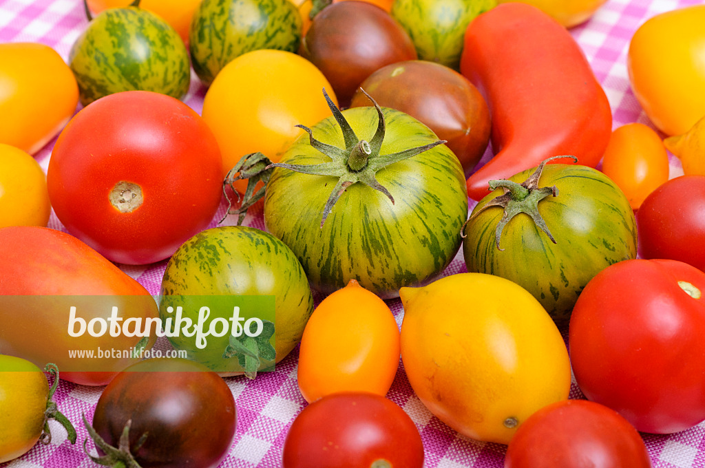 476070 - Tomatoes (Lycopersicon esculentum)