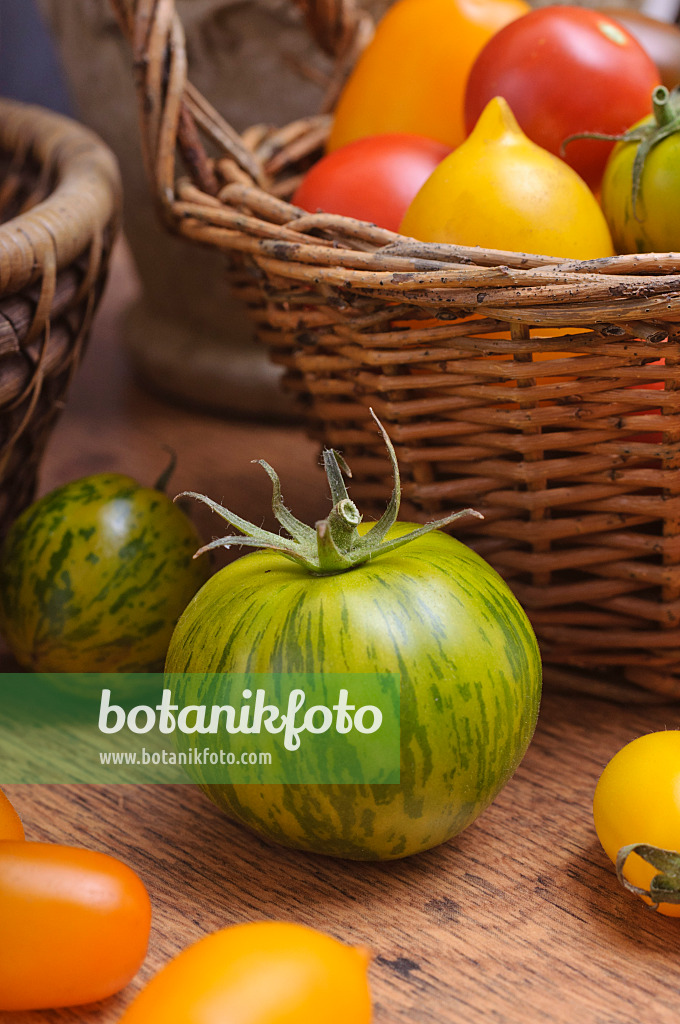 476074 - Tomatoes (Lycopersicon esculentum)
