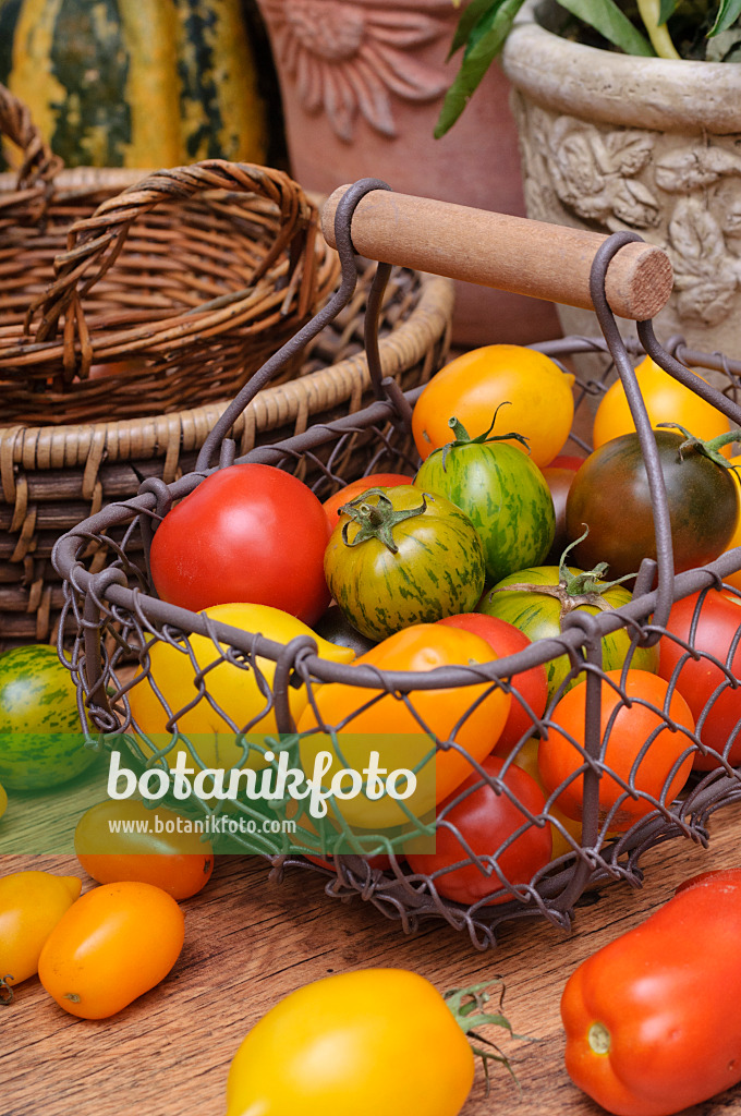 476075 - Tomatoes (Lycopersicon esculentum)