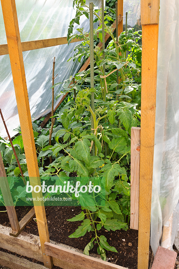473202 - Tomatoes (Lycopersicon esculentum) in a poly greenhouse