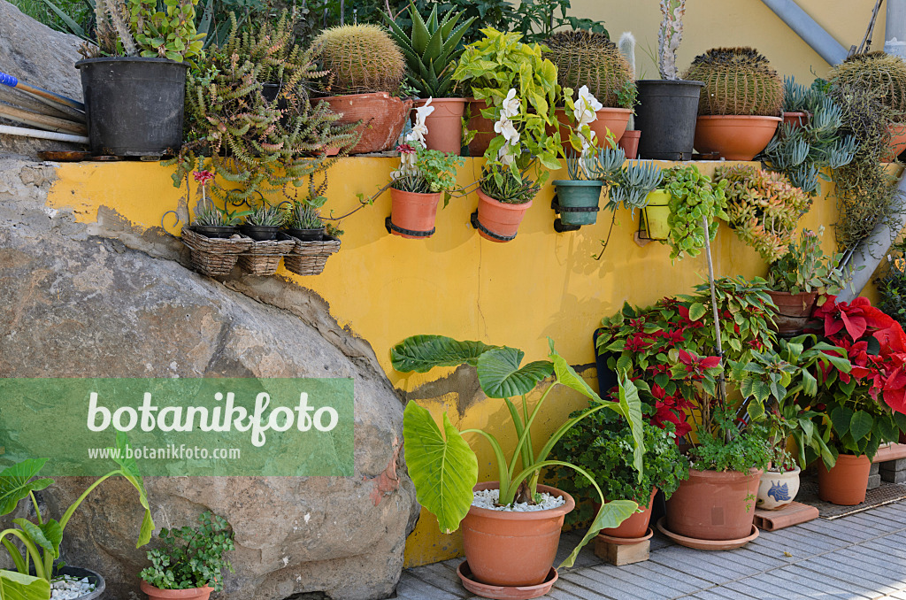 564072 - Topfgarten, Gran Canaria, Spanien