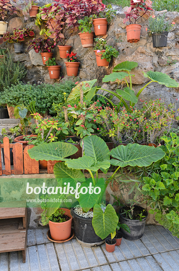 564073 - Topfgarten, Gran Canaria, Spanien