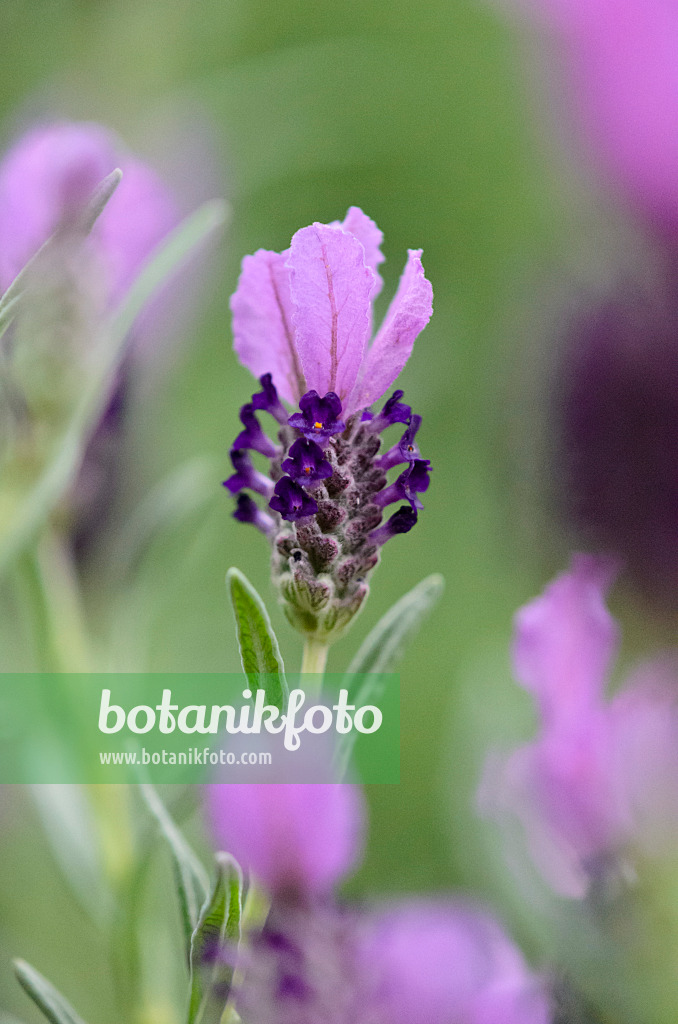 519155 - Topped lavender (Lavandula stoechas)