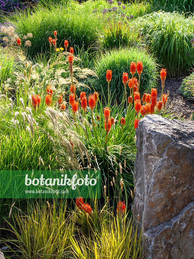 462040 - Torch lily (Kniphofia) with grasses