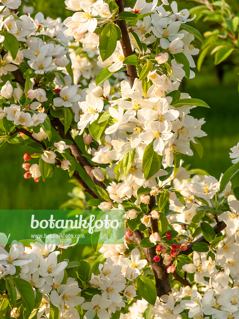 448047 - Toringo crab apple (Malus toringo)