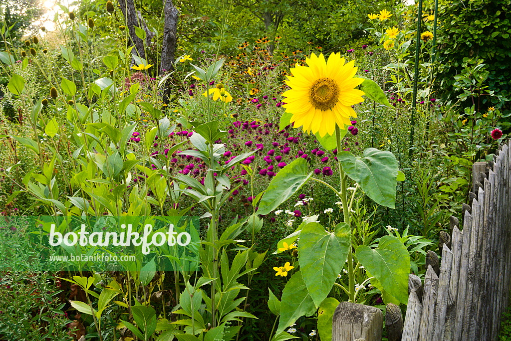 672043 - Tournesol (Helianthus annuus) dans un jardin naturel
