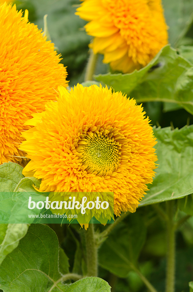 535135 - Tournesol (Helianthus annuus 'Teddybär')