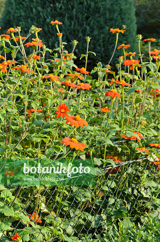 523078 - Tournesol mexicain (Tithonia rotundifolia)