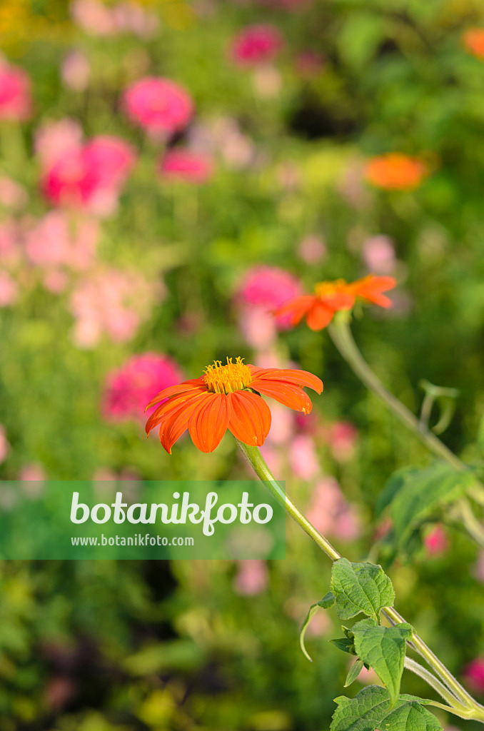 523191 - Tournesol mexicain (Tithonia rotundifolia)