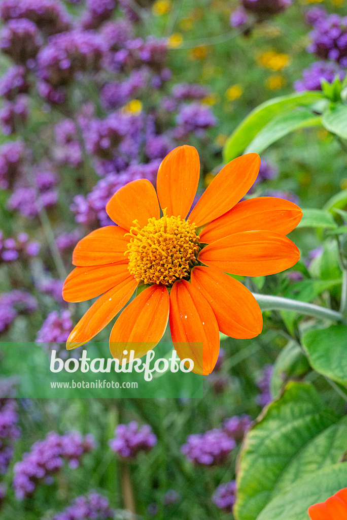 625015 - Tournesol mexicain (Tithonia rotundifolia)