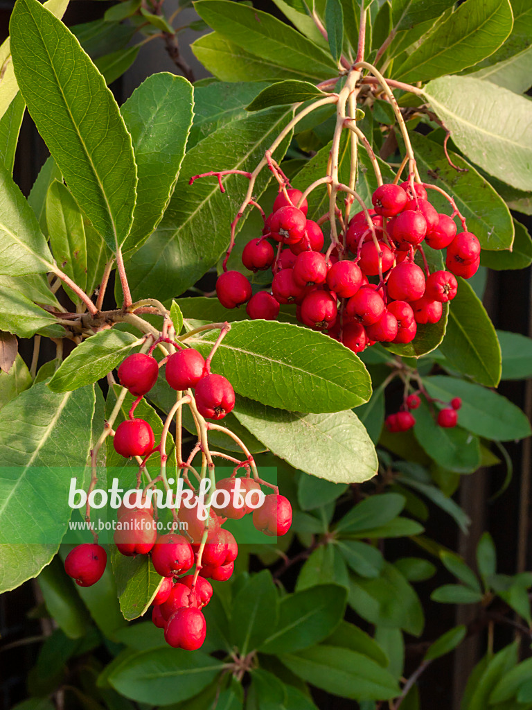409004 - Toyon (Heteromeles arbutifolia)