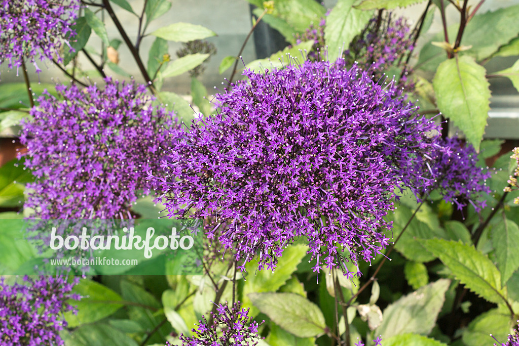 610025 - Trachélium bleu (Trachelium caeruleum)