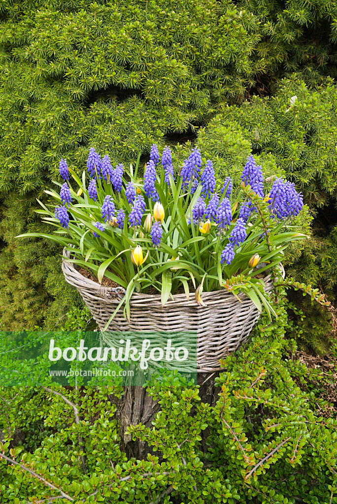 672033 - Traubenhyazinthen (Muscari) und Tulpen (Tulipa) in einem Weidenkorb