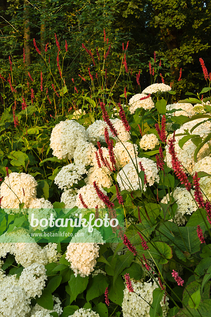 510145 - Tree hydrangea (Hydrangea arborescens 'Annabelle') and mountain fleece (Bistorta amplexicaulis 'Atropurpureum' syn. Polygonum amplexicaule 'Atropurpureum')