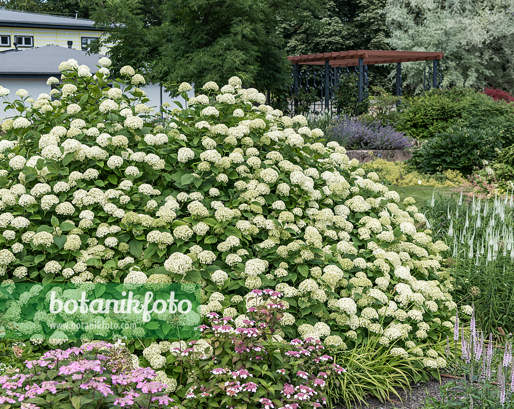 664190 - Tree hydrangea (Hydrangea arborescens 'Grandiflora')