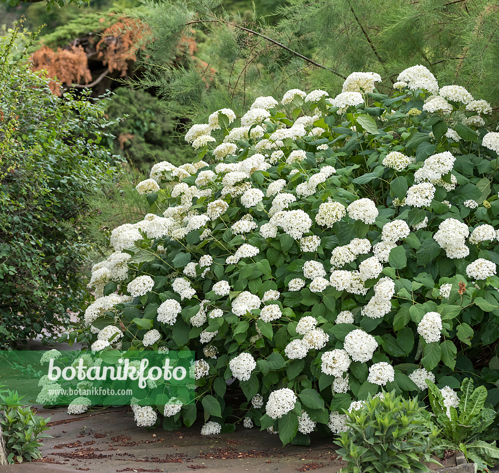 664191 - Tree hydrangea (Hydrangea arborescens 'Grandiflora')