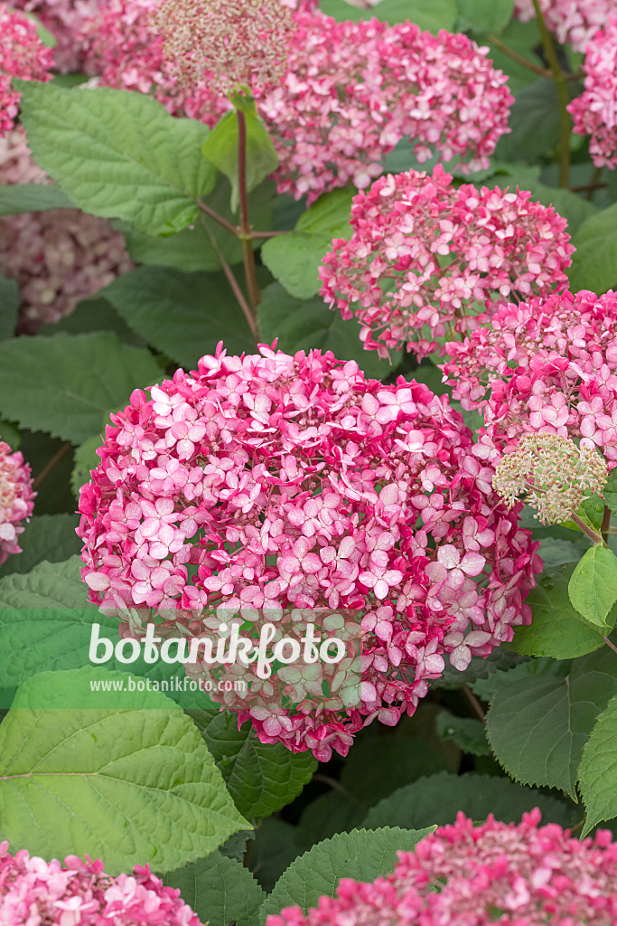 664192 - Tree hydrangea (Hydrangea arborescens 'Pink Annabelle')