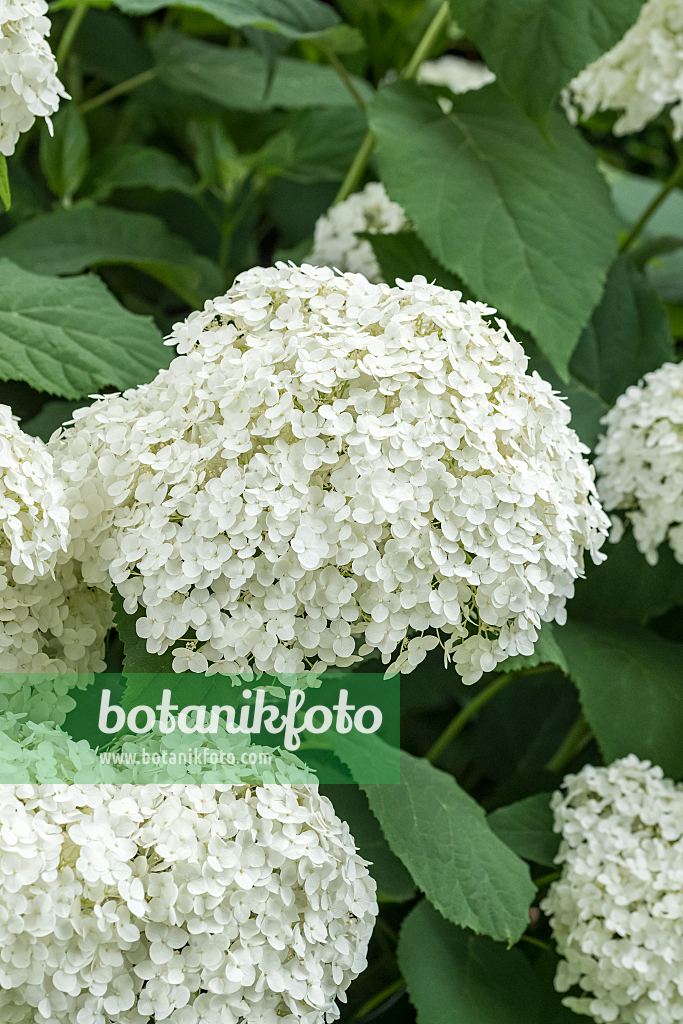 664194 - Tree hydrangea (Hydrangea arborescens 'Strong Annabelle')
