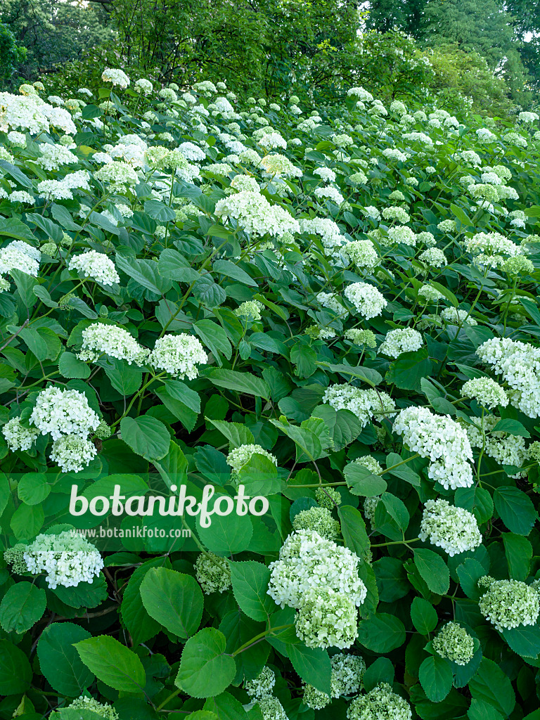 449018 - Tree hydrangea (Hydrangea arborescens subsp. discolor 'Sterilis')