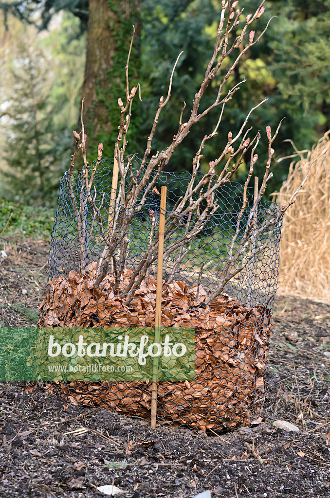 529094 - Tree peony (Paeonia suffruticosa) with winter protection