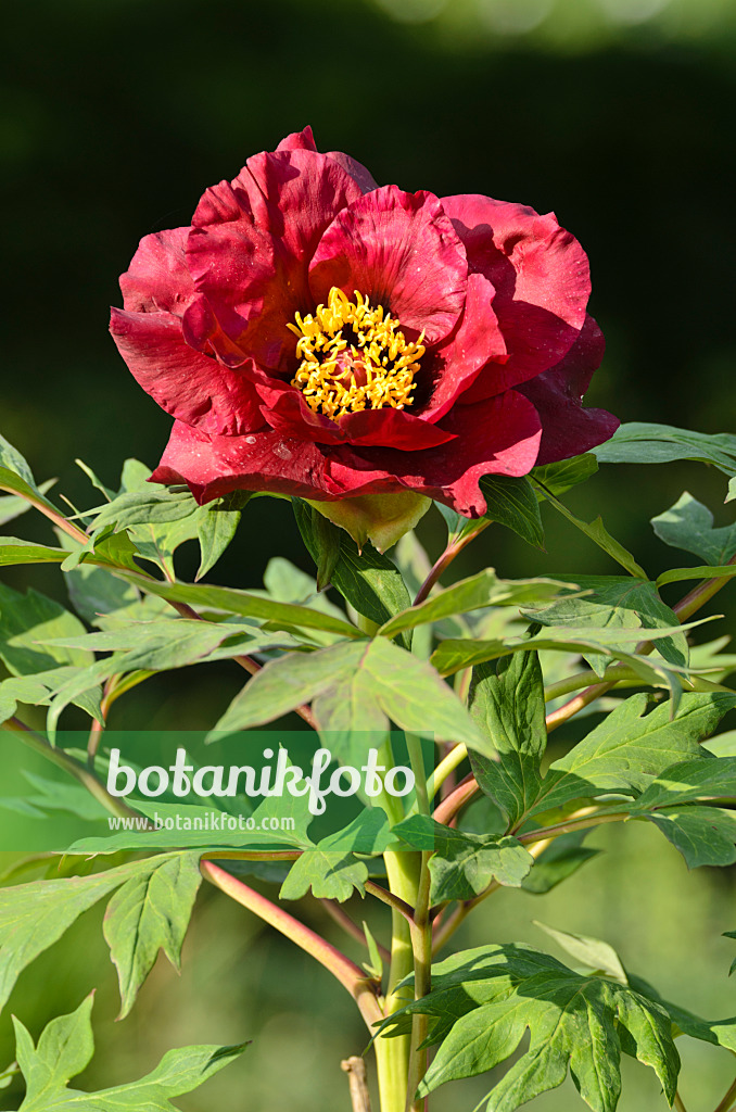 496090 - Tree peony (Paeonia x lemoinei 'Boreas')