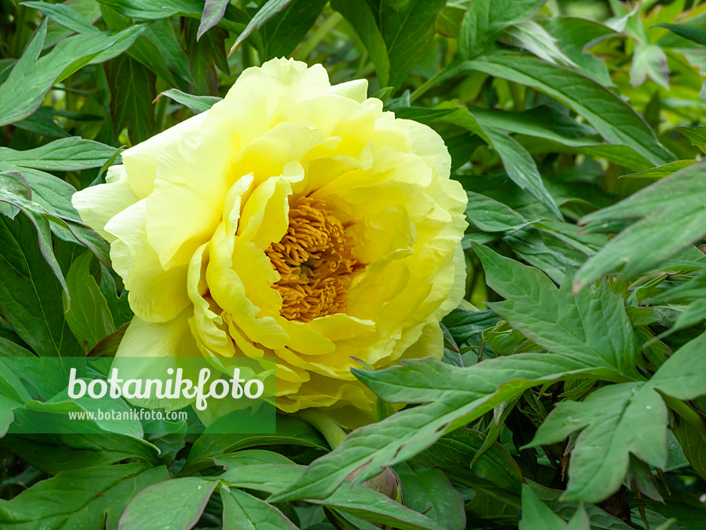 437441 - Tree peony (Paeonia x lemoinei 'High Noon')