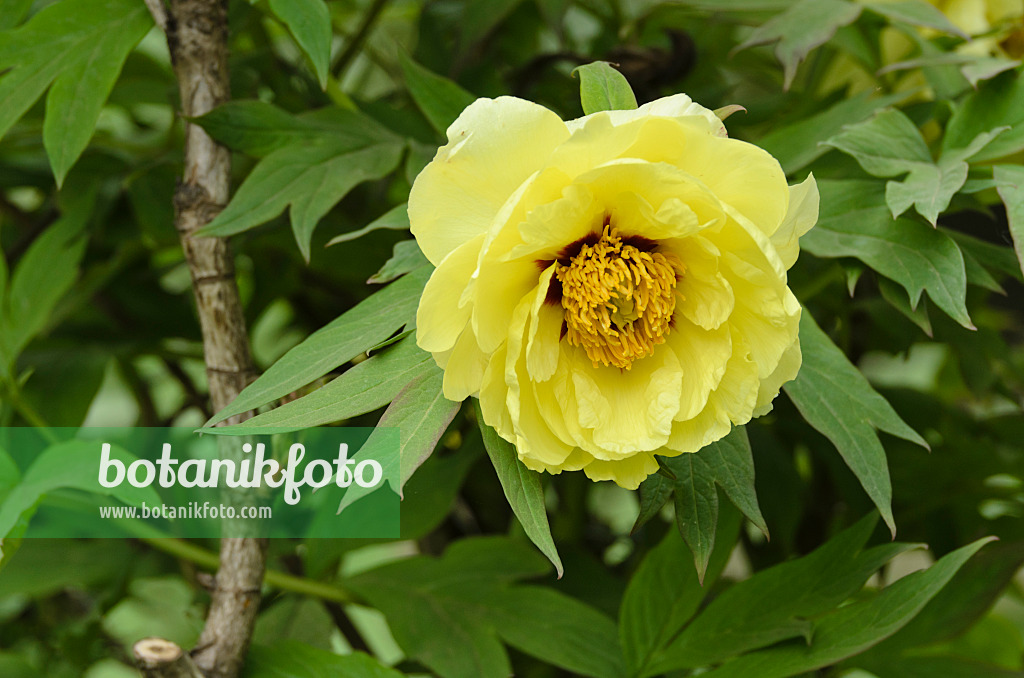 496067 - Tree peony (Paeonia x lemoinei 'High Noon')