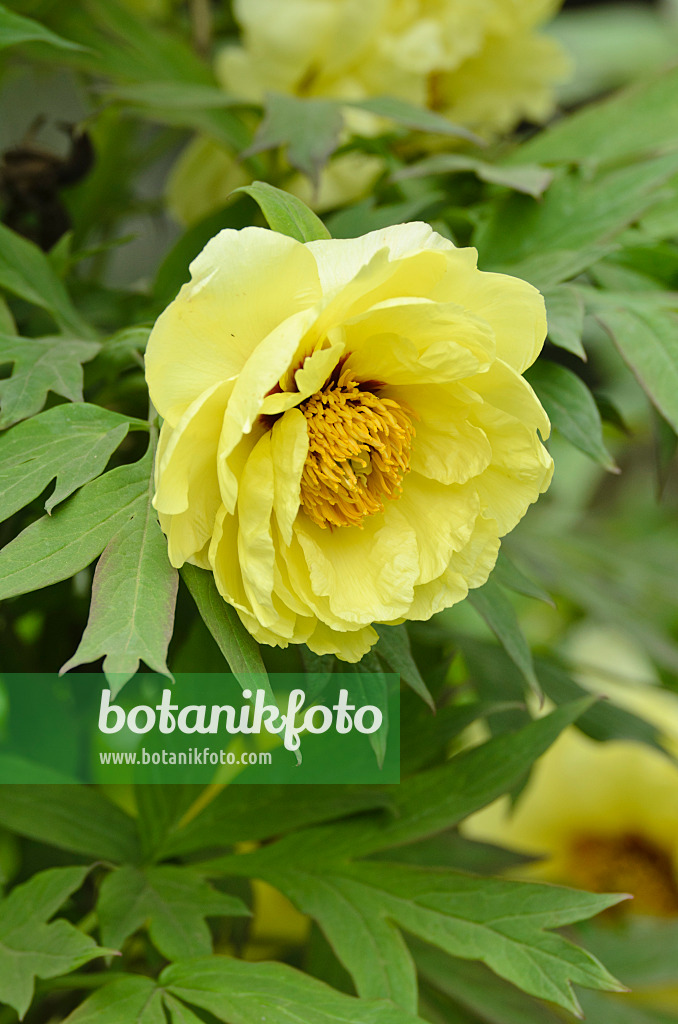 496068 - Tree peony (Paeonia x lemoinei 'High Noon')