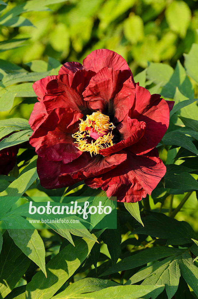 496104 - Tree peony (Paeonia x lemoinei 'Iphigenie')