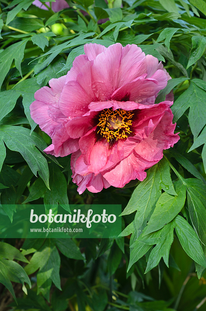 496093 - Tree peony (Paeonia x lemoinei 'Leda')