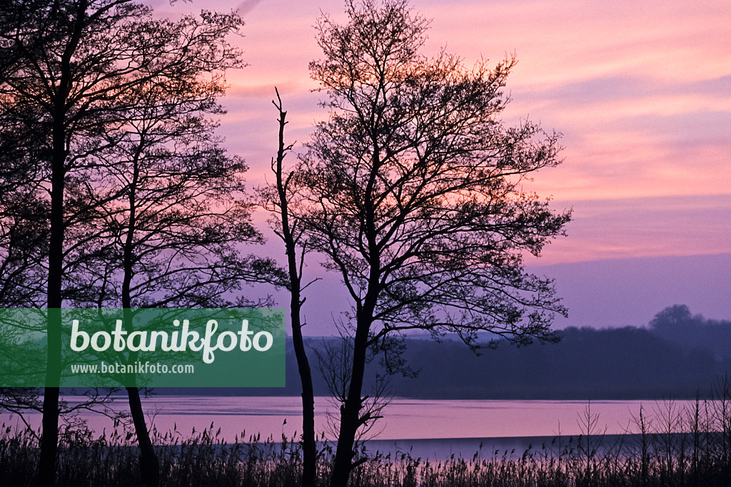 372025 - Tree silhouettes at sunset, Usedom, Germany