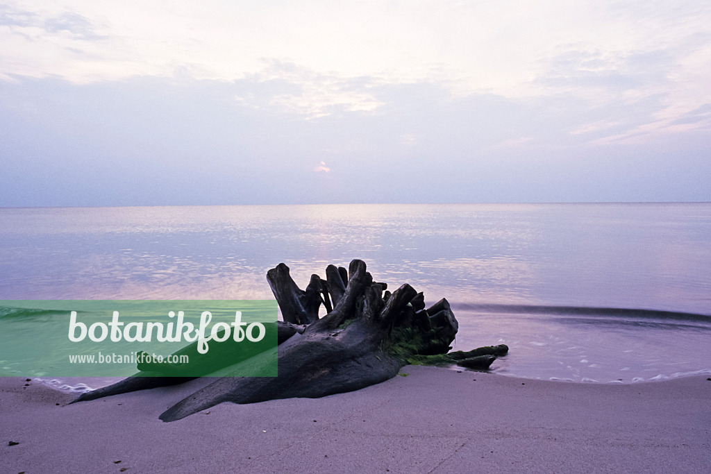 369003 - Tree stump on the shore, Vorpommersche Boddenlandschaft National Park, Germany