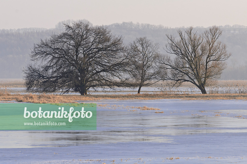 565002 - Trees on a flooded and frozen polder meadow, Lower Oder Valley National Park, Germany