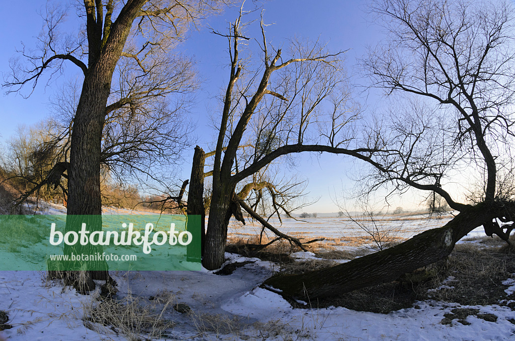 565003 - Trees on a flooded and frozen polder meadow, Lower Oder Valley National Park, Germany
