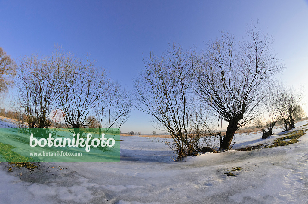 565005 - Trees on a flooded and frozen polder meadow, Lower Oder Valley National Park, Germany