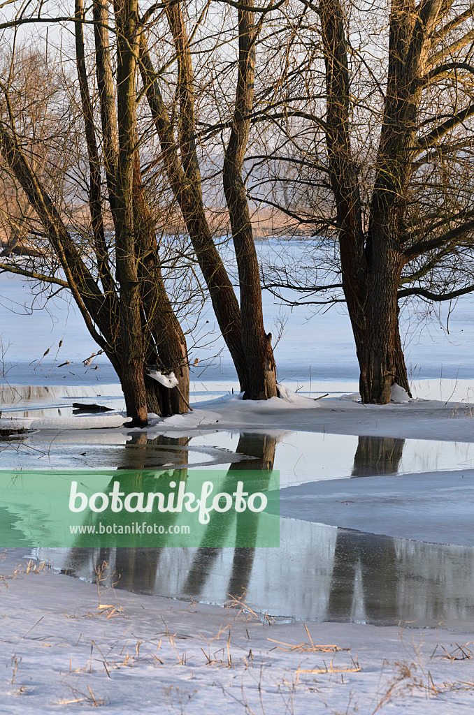 565006 - Trees on a flooded and frozen polder meadow, Lower Oder Valley National Park, Germany