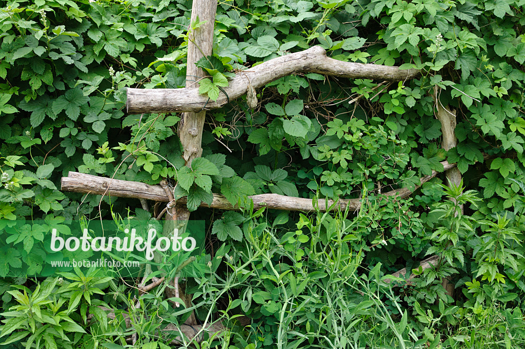 472421 - Trellis made of strong branches