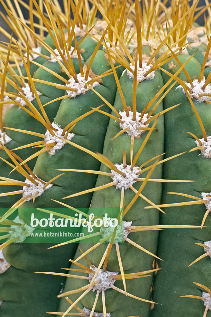 365029 - Trichocereus terscheckii