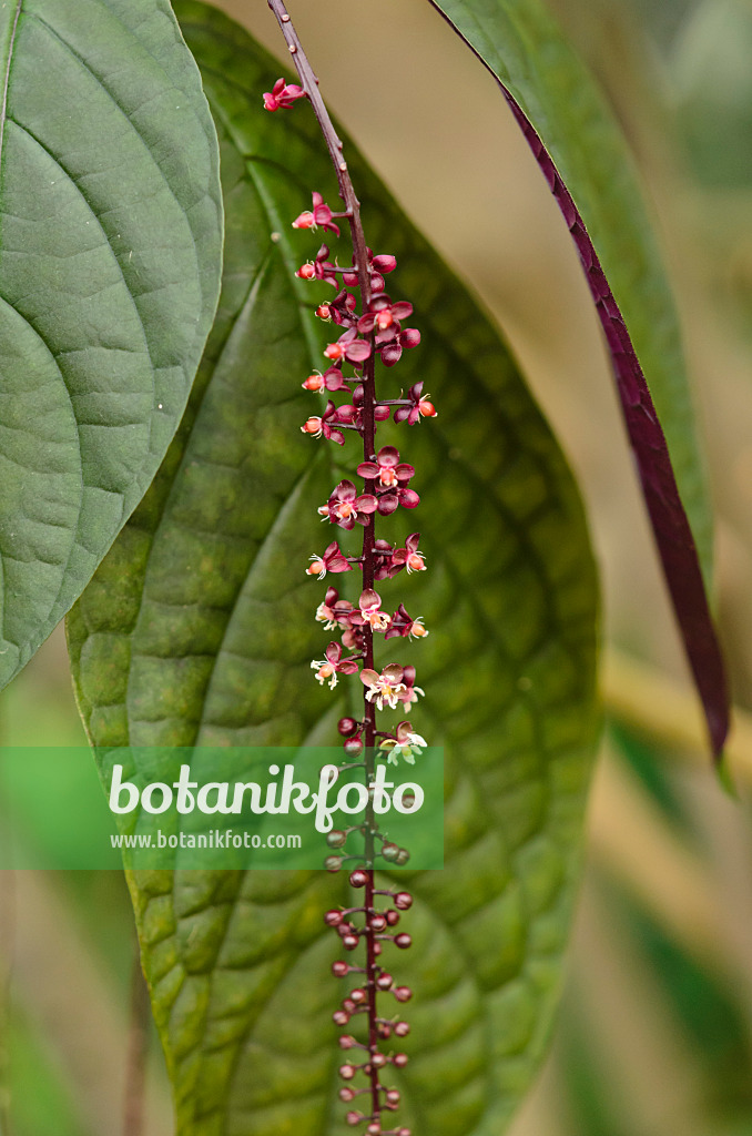 519120 - Trichostigma peruvianum